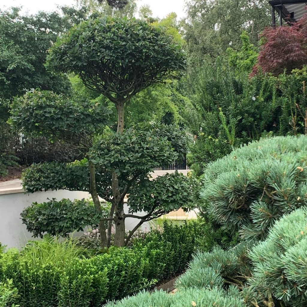 Pinus & Carpinus. One blue-grey & evergreen, one green & deciduous. Both clipped...