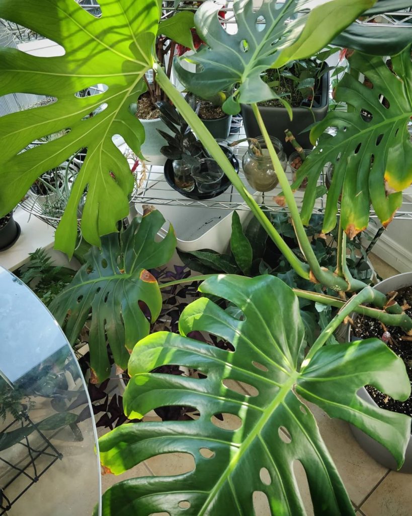 That feeling when you discover new growth in your jungle! What growth have you n...