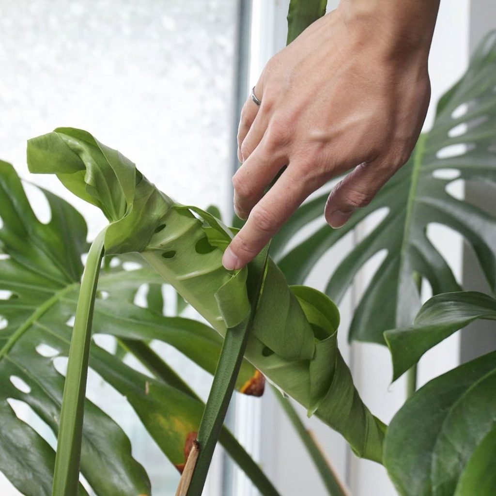 My monstera has reached a fenestration milestone: Secondary midrib holes!
-
Whic...