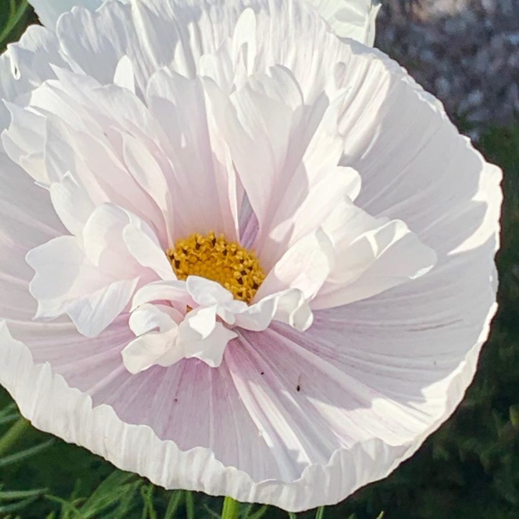 The joyous moment when your lockdown seeds reward the windowsill TLC and planted...