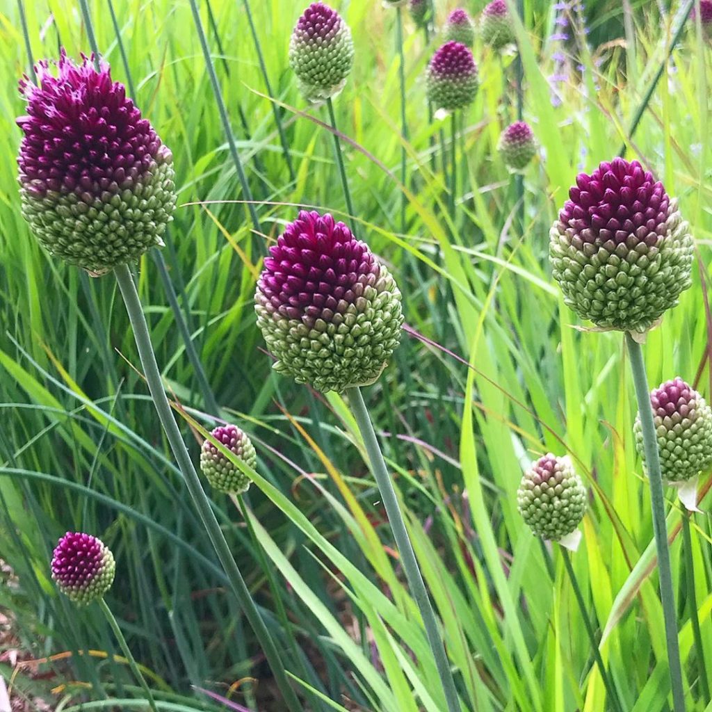 sheilajacklandscapes: Good companions #alliumsphaerocephalon and #panicumvirgatumshenandoah working we… Good companions #alliumsphaerocephalon and #panicumvirgatumshenandoah working we...
