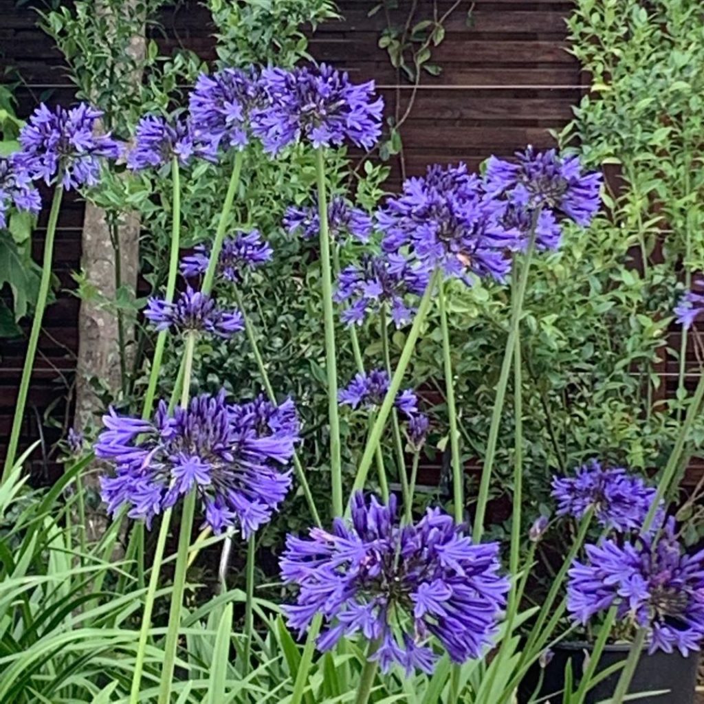 Agapanthus ‘Navy Blue’ 
.
.
.
.
#gardendesign #gardens #gardening #agapanthus #...