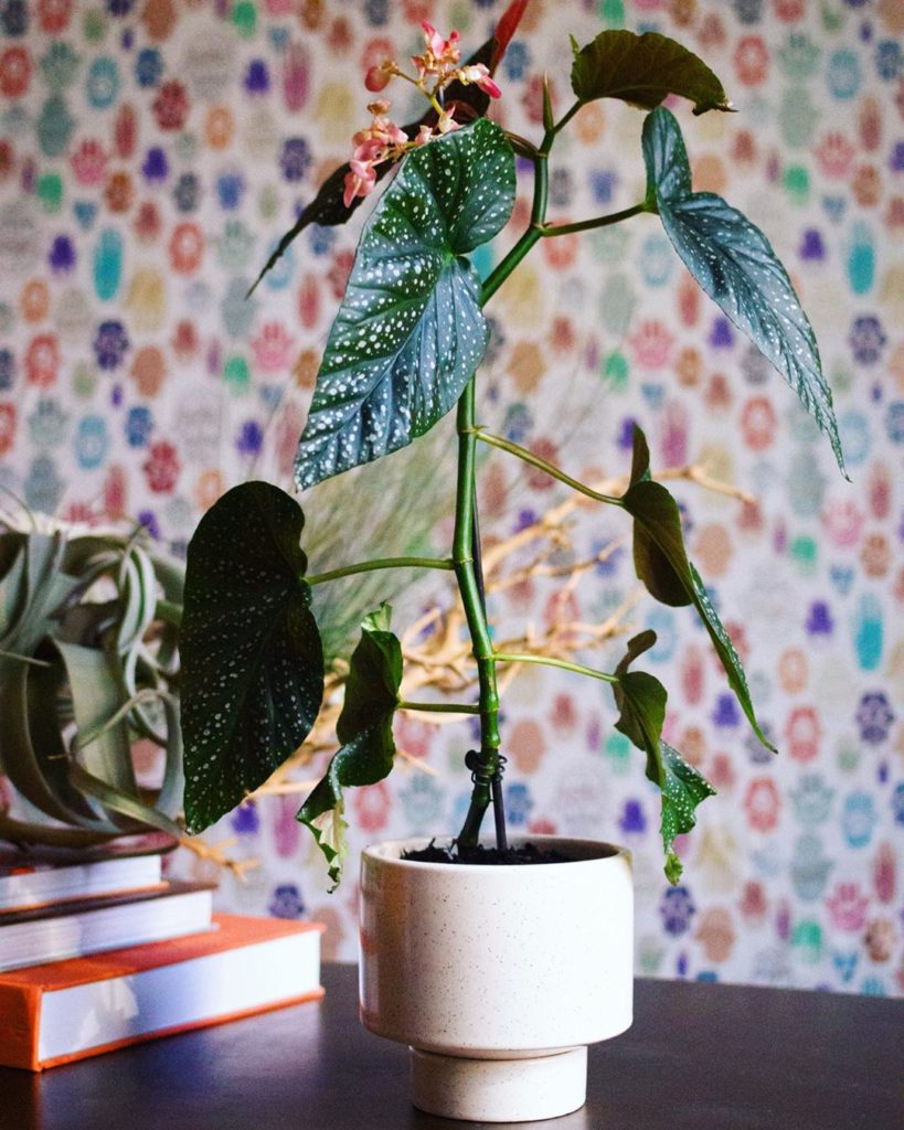 Today’s #plantopedia post is begonia corallina! Queen Bey-gonia, our polka dot p...