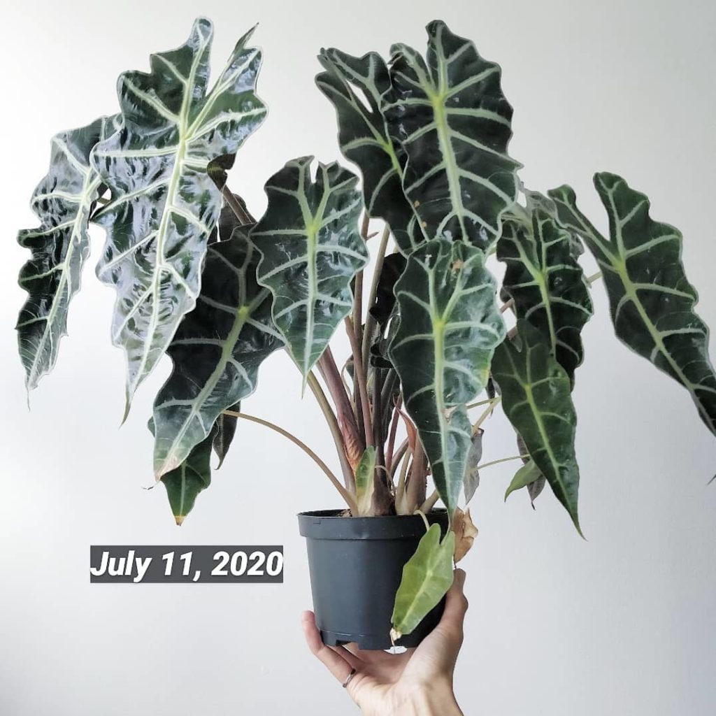Alocasia Polly report: 2 months progress.
-
3️⃣ Light dictates the...