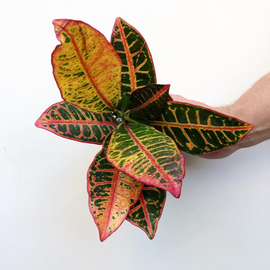 HLY SMOKES! Look what just hit our shop!...