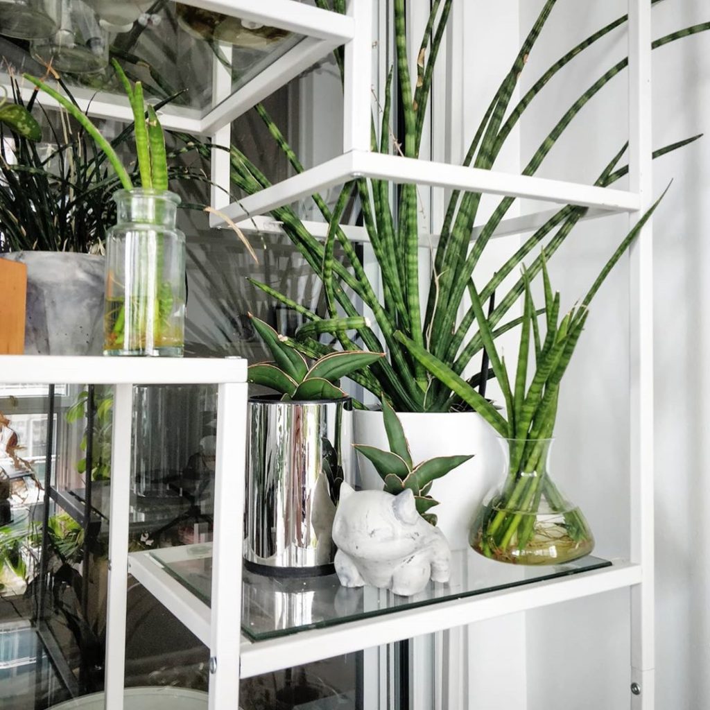 Dracaena Sunday just doesn't have the same effect #SansevieriaSunday
~
~
#housep...