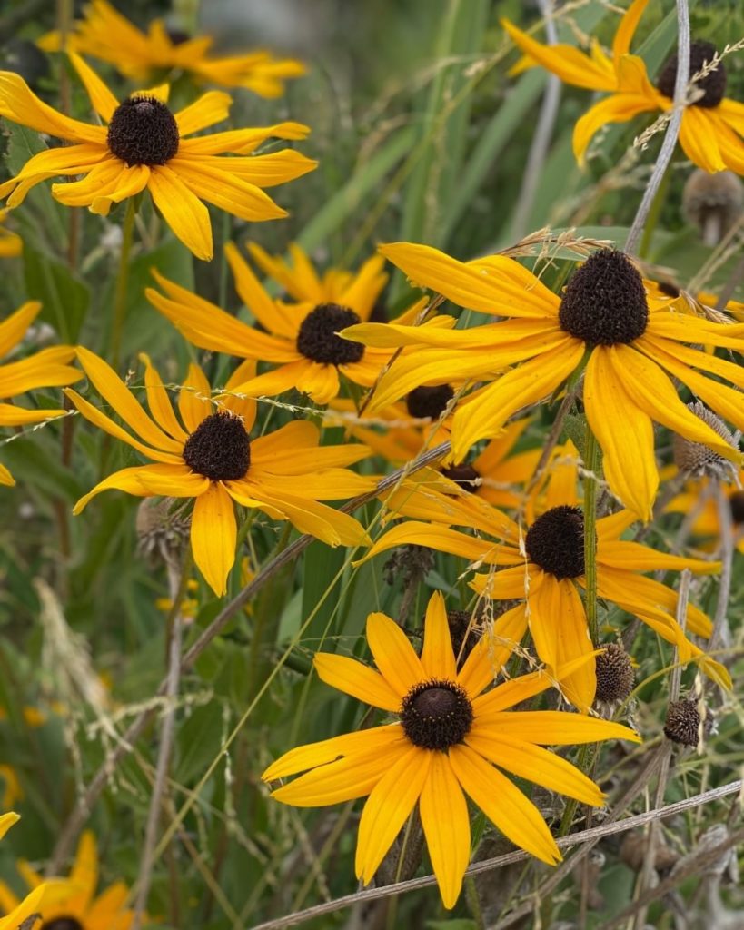 gardendesignmag: What is blooming in your garden today?
.
I love hearing about your gardens, your… What is blooming in your garden today?
.
I love hearing about your gardens, your...