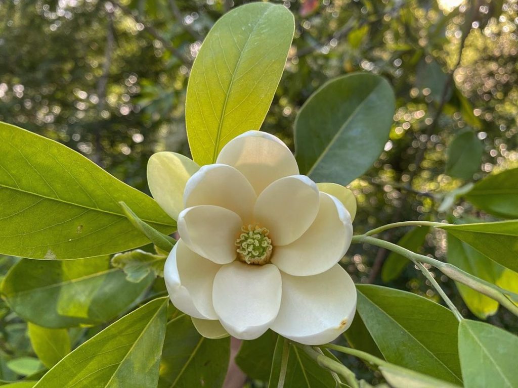 The magnificent #Magnolia virginiana : semi-evergreen in the warmer parts of the...