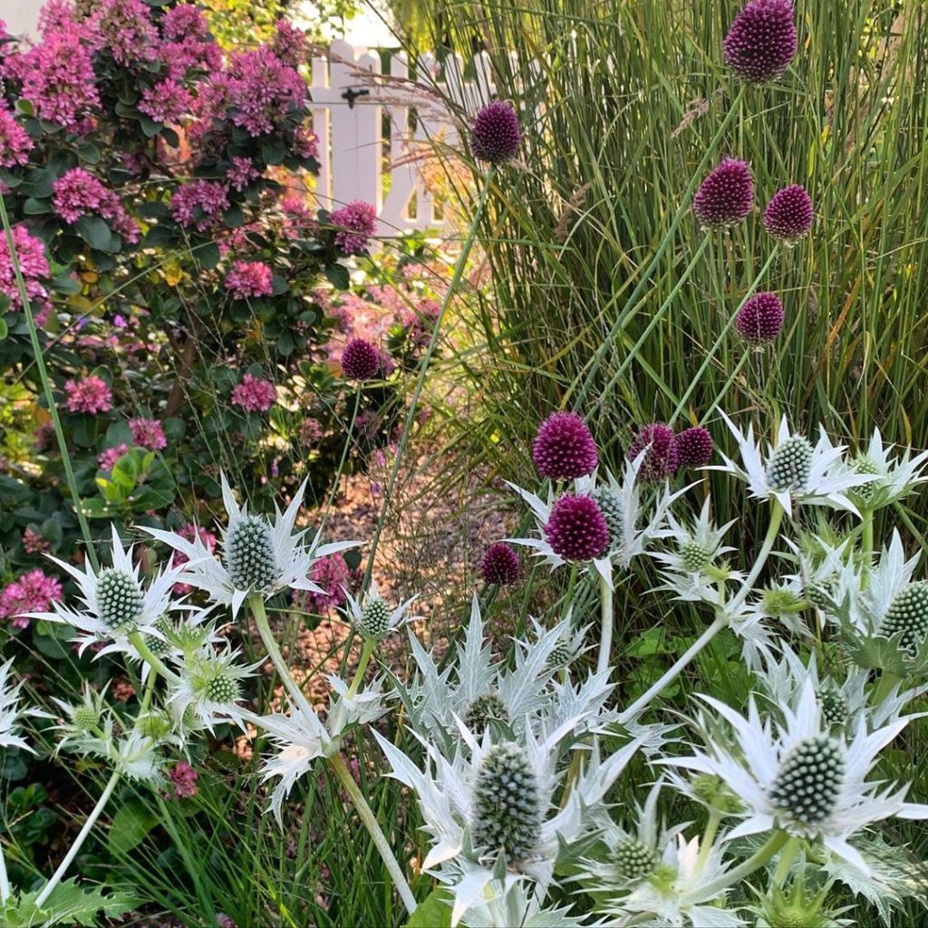 It’s that warm fuzzy light time of day again  
.
.
.
.
#eveninglight #gardendesi...