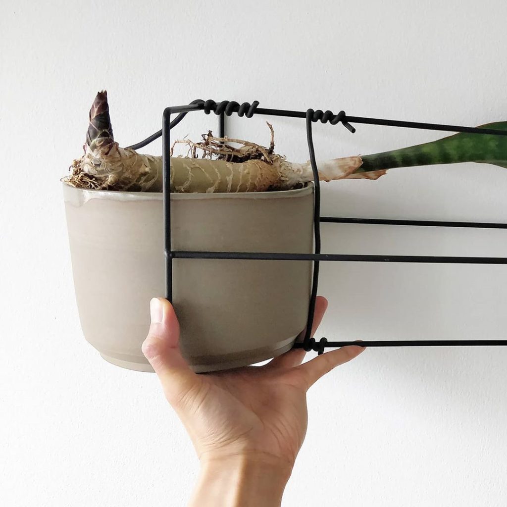 houseplantjournal: The leaf bud on this Dracaena (formerly Sansevieria) masonania has begun to grow… The leaf bud on this Dracaena (formerly Sansevieria) masonania has begun to grow...