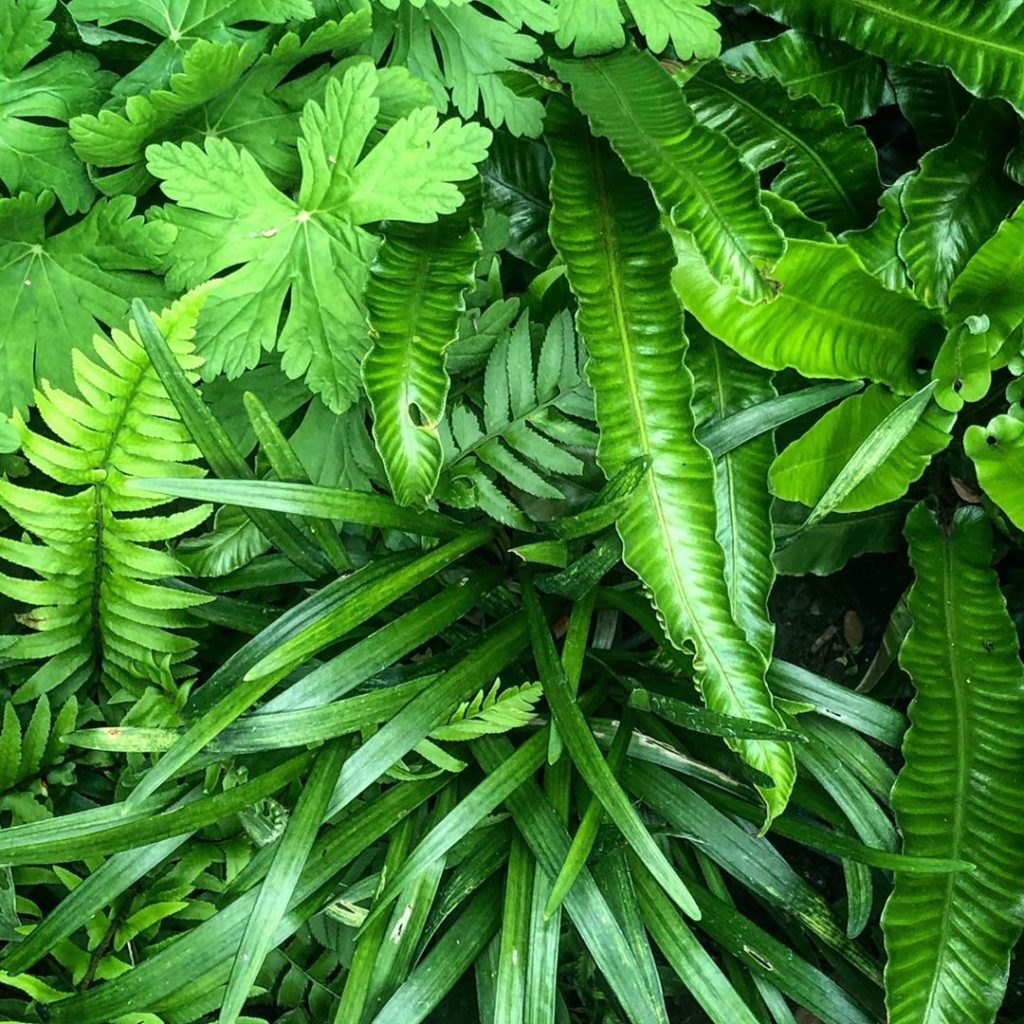 A study in texture and remembering that green is a colour and the most restful c...