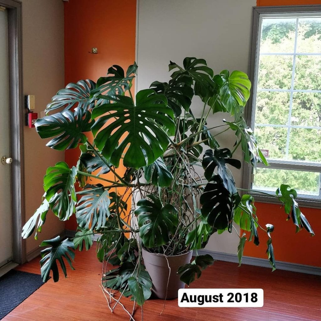 Monstera story: 
-
September 2014: responded to a "plant for sale" ad. Asking pr...