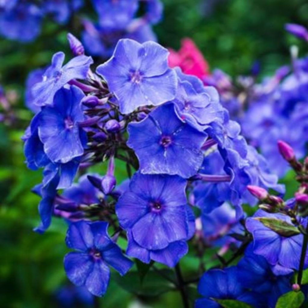 "A garden without phlox is not only a sheer mistake but a sin against summer." p...