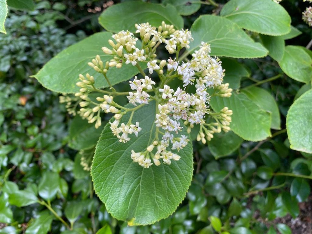 marielouiseagius: Ehretia dicksonii var. japonica : suddenly discovered this #tree that had been q… Ehretia dicksonii var. japonica : suddenly discovered this #tree that had been q...