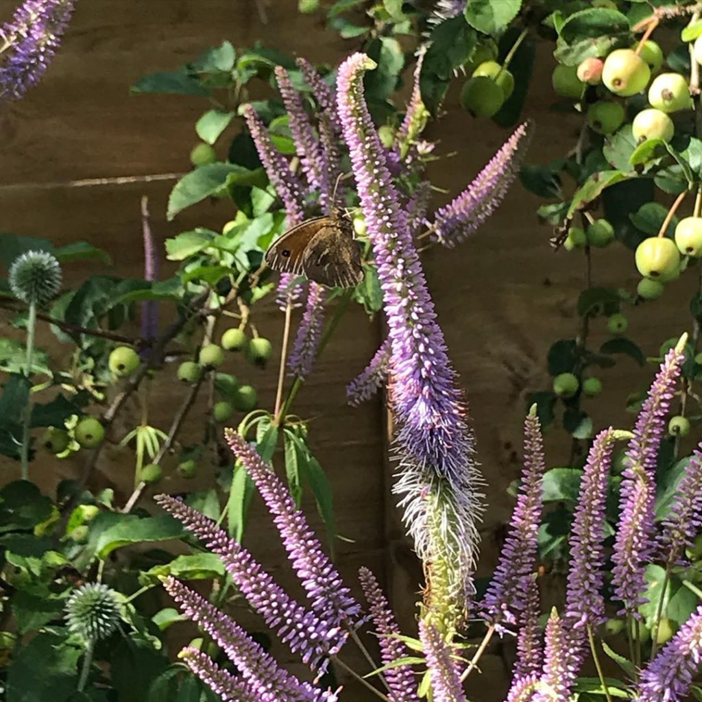 Butterflies galore in the #garden yesterday - swipe to see this lovely #peacockb...