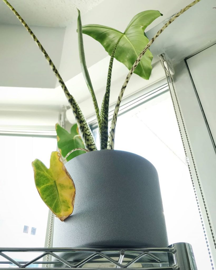 "An experienced plant parent isn't the one who never loses a leaf, it is the one...