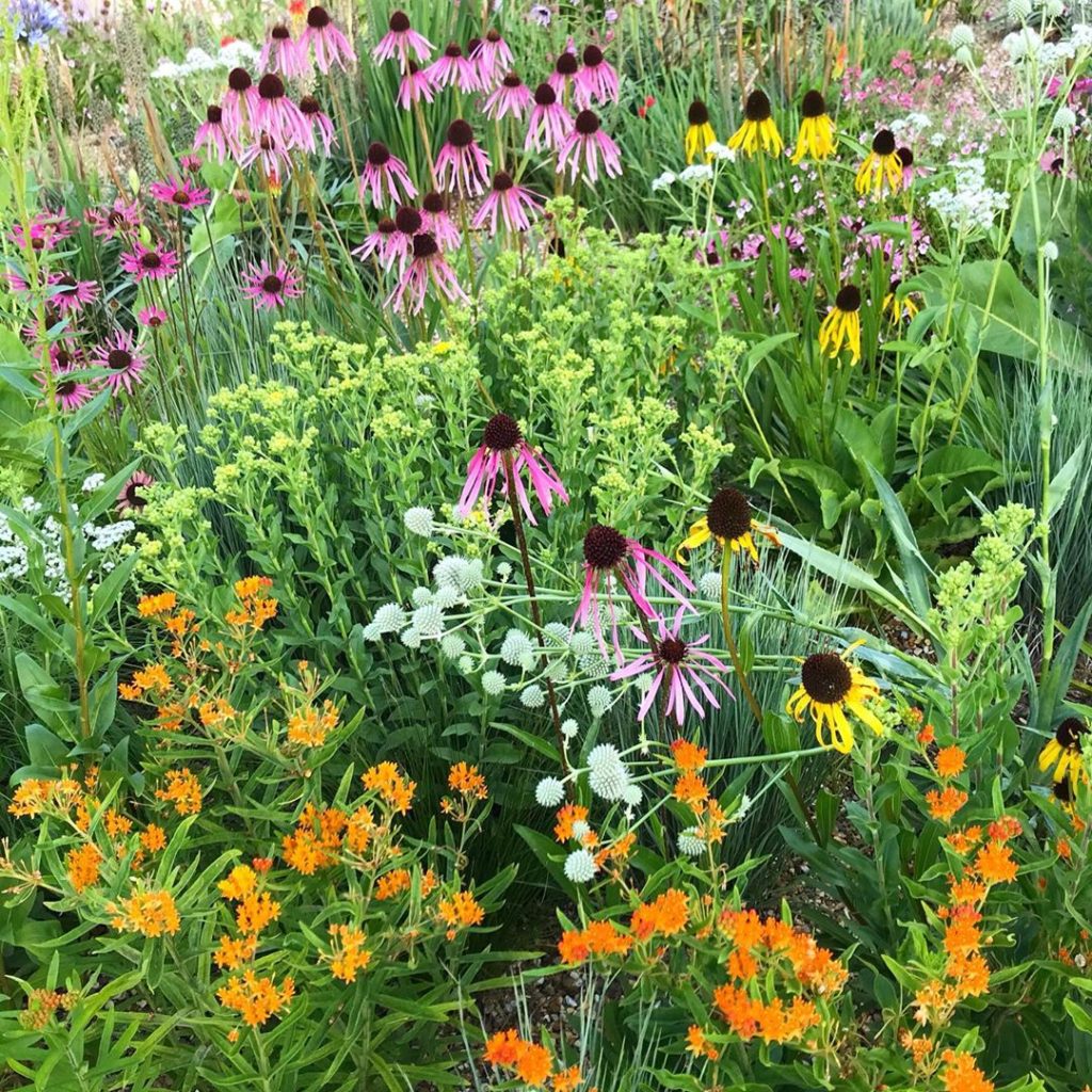 sheilajacklandscapes: Complex ecological plant communities looking lush and rather wonderful this morn… Complex ecological plant communities looking lush and rather wonderful this morn...