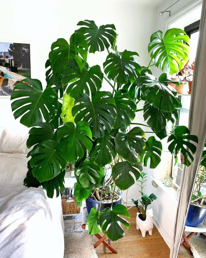 Happy #MonsteraMonday from @thejungleupstairs' incredible Mama Monstera ...