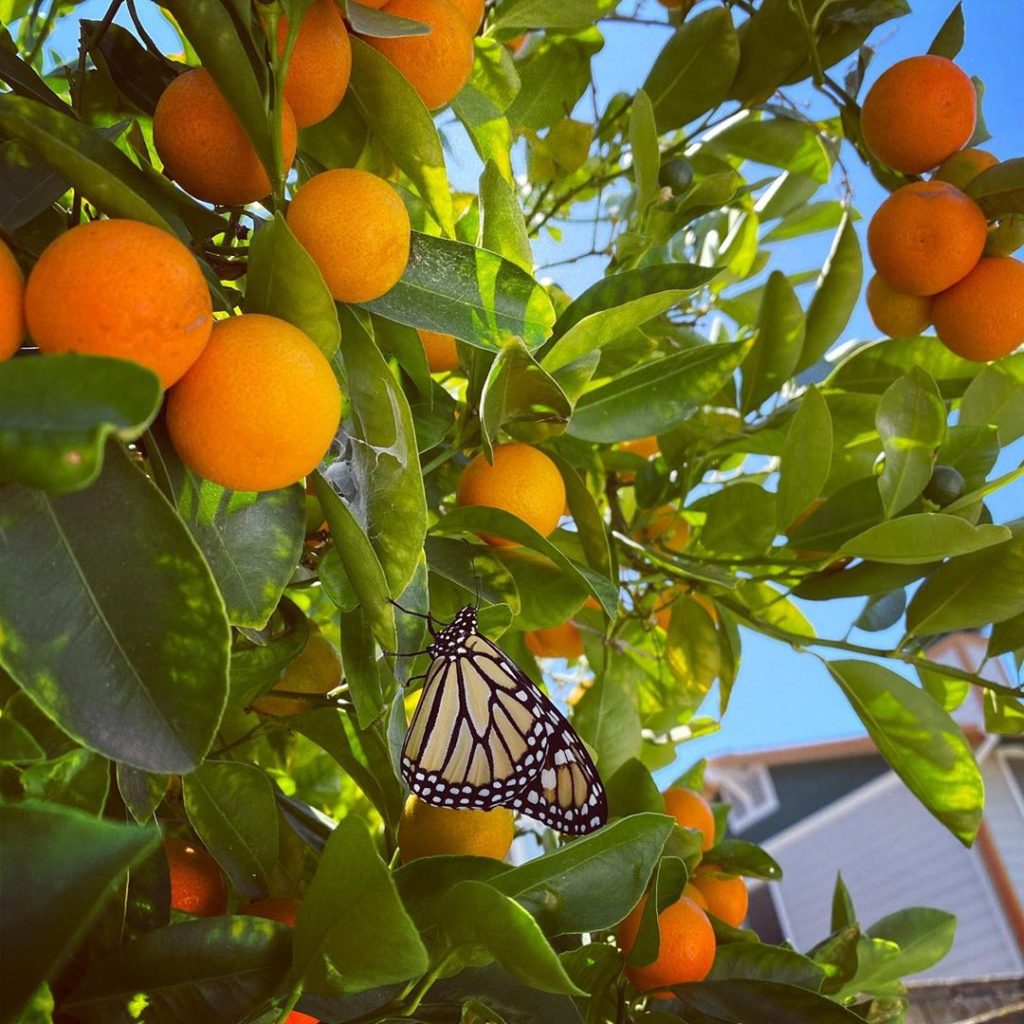 gardendesignmag: It’s always a happy day when you see a monarch in your garden! Kumquats anyone? … It’s always a happy day when you see a monarch in your garden! Kumquats anyone? ...