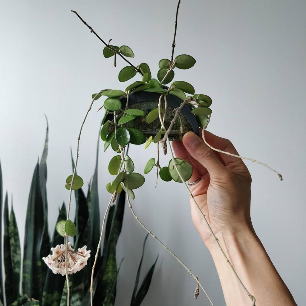 New blooms on my Hoya Taco (Plant: Hoya mathilde). The first set of blooms a few...