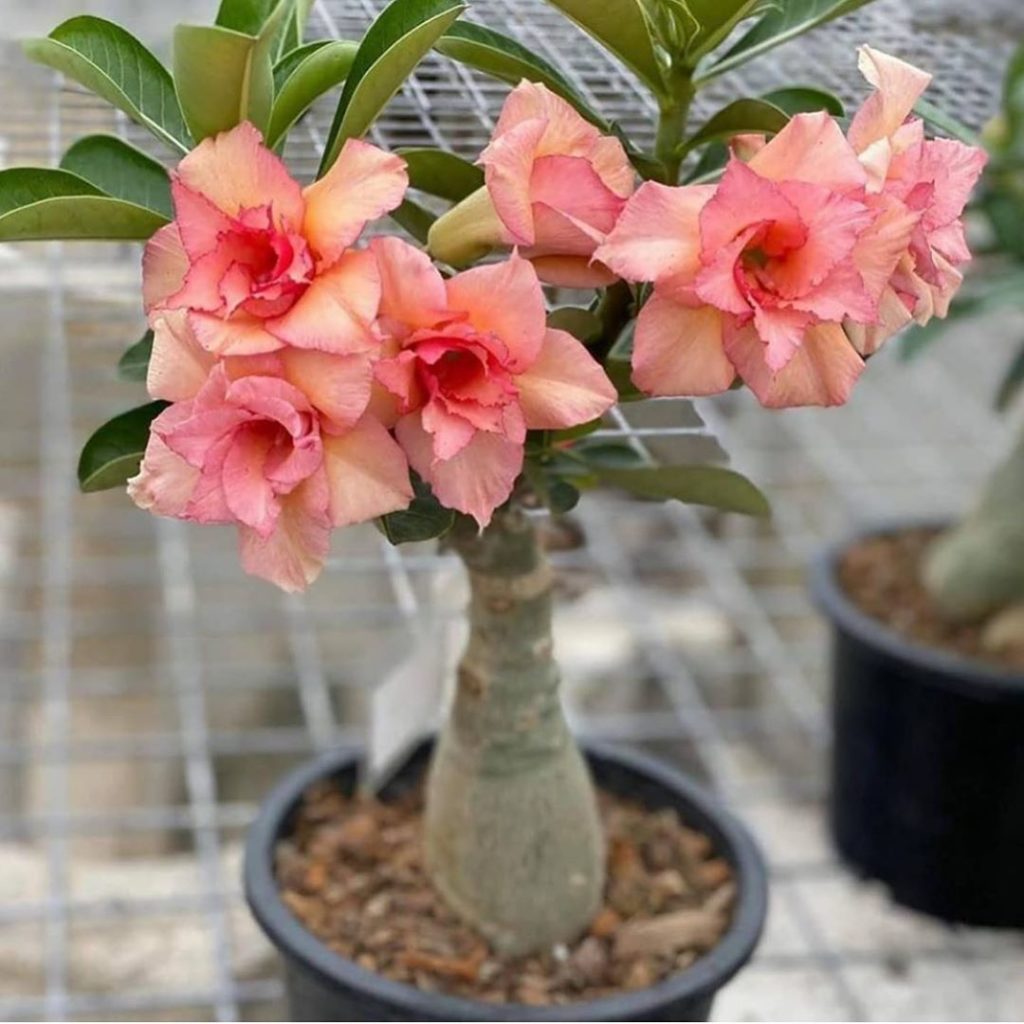 RESTOCKED!!  If you think you need a miniature flowering tree in your life you’r...