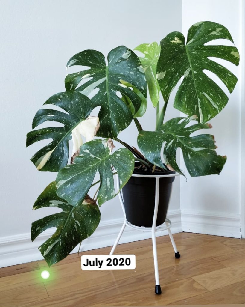 Thai Constellation story: the reason I still have thrips is because I can't bear...