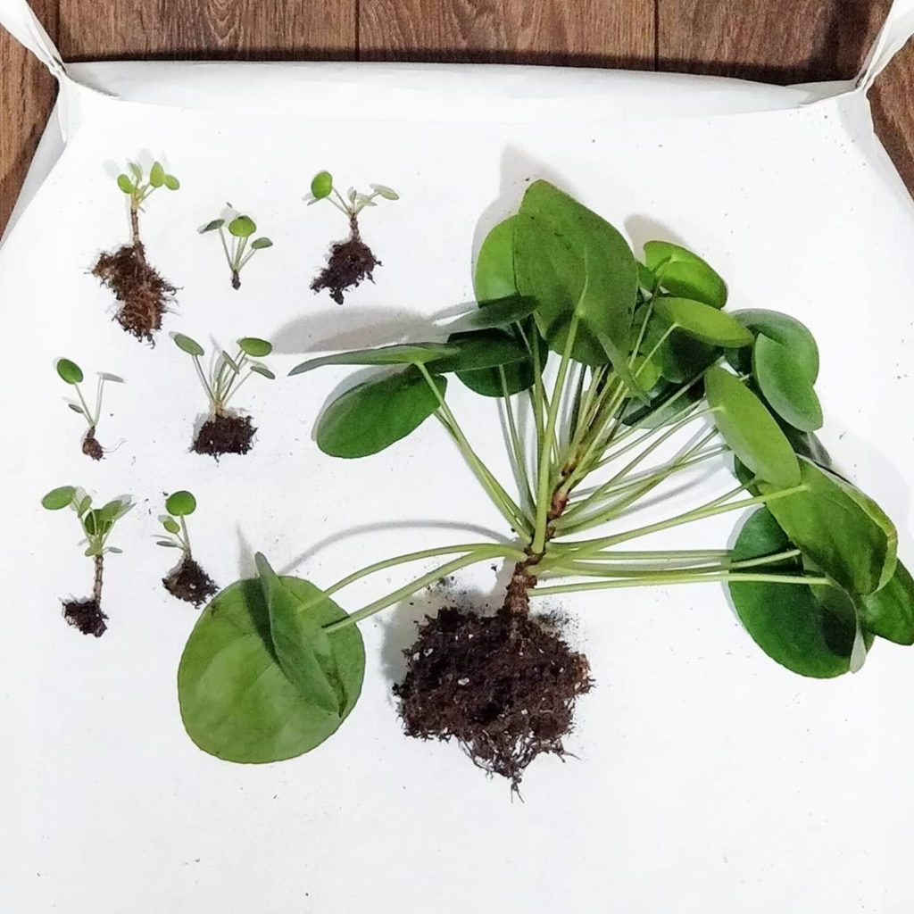 houseplantjournal: As we saw last week, a plant may grow to an extent that it becomes difficult to … As we saw last week, a plant may grow to an extent that it becomes difficult to ...