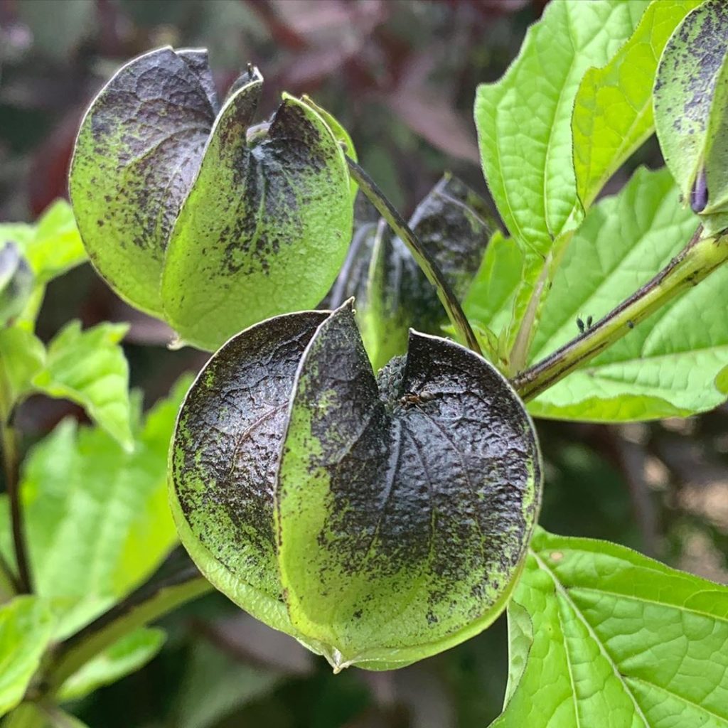 kategouldgardens: A plant that looks like my ‘billy, aged 5’ never able to colour in between the l… A plant that looks like my ‘billy, aged 5’ never able to colour in between the l...