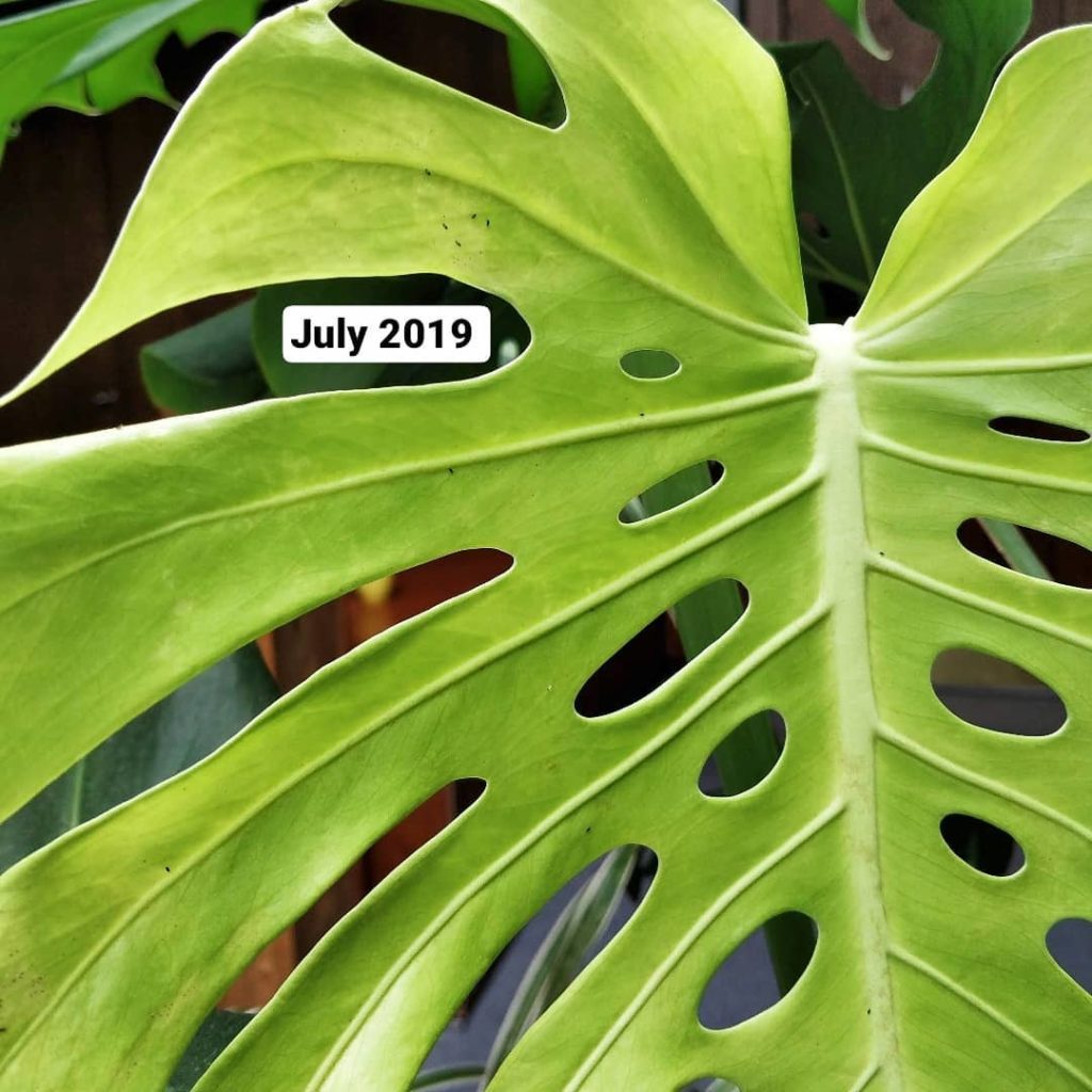 houseplantjournal: Monstera story continues
–
July 2019: THRIPS!! They were introduced when I brou… Monstera story continues
-
July 2019: THRIPS!! They were introduced when I brou...
