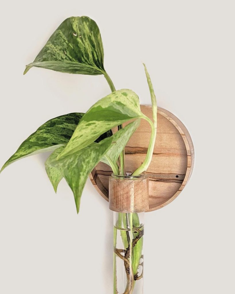 thesill: Time to upgrade your propagation station  We now carry @theorybeyonddesign’s Map… Time to upgrade your propagation station  We now carry @theorybeyonddesign's Map...