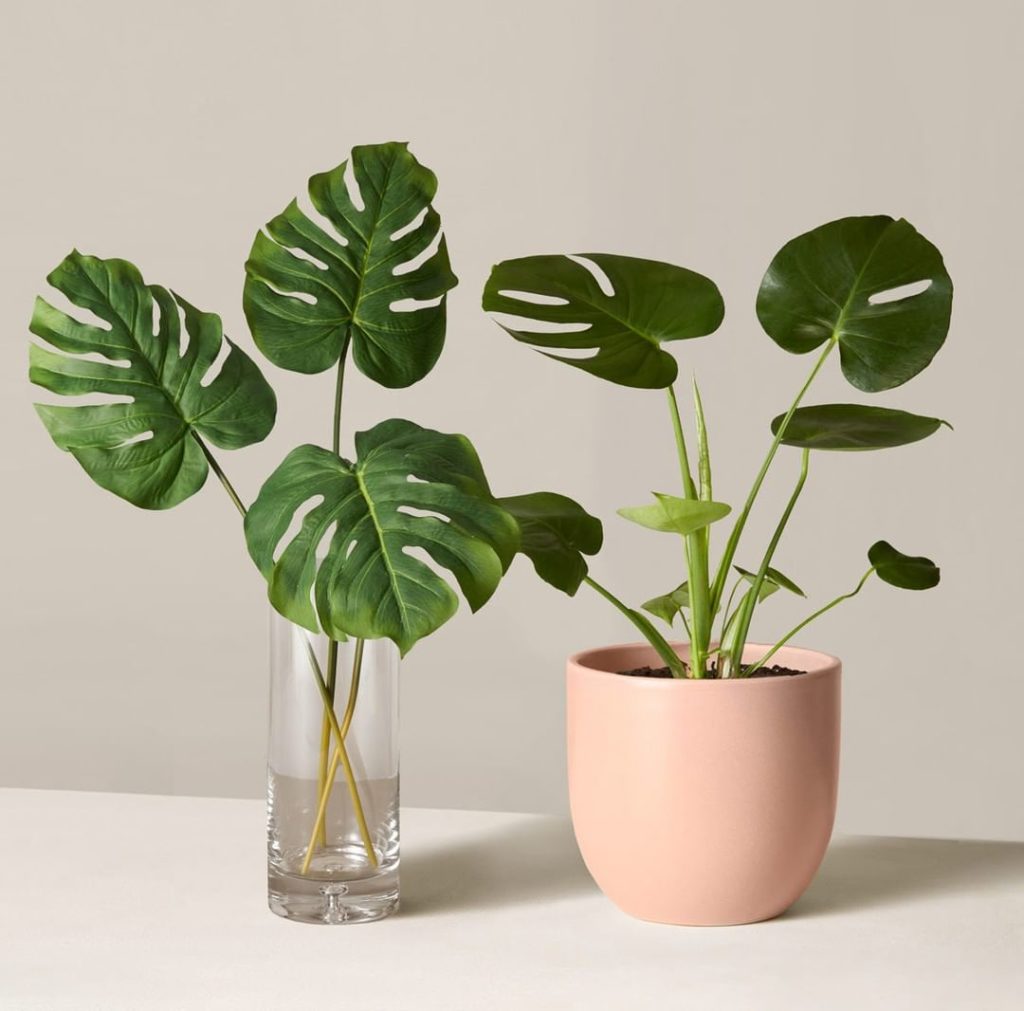 Something new for the Monstera obsessed  Make every #MonsteraMonday twice as nic...