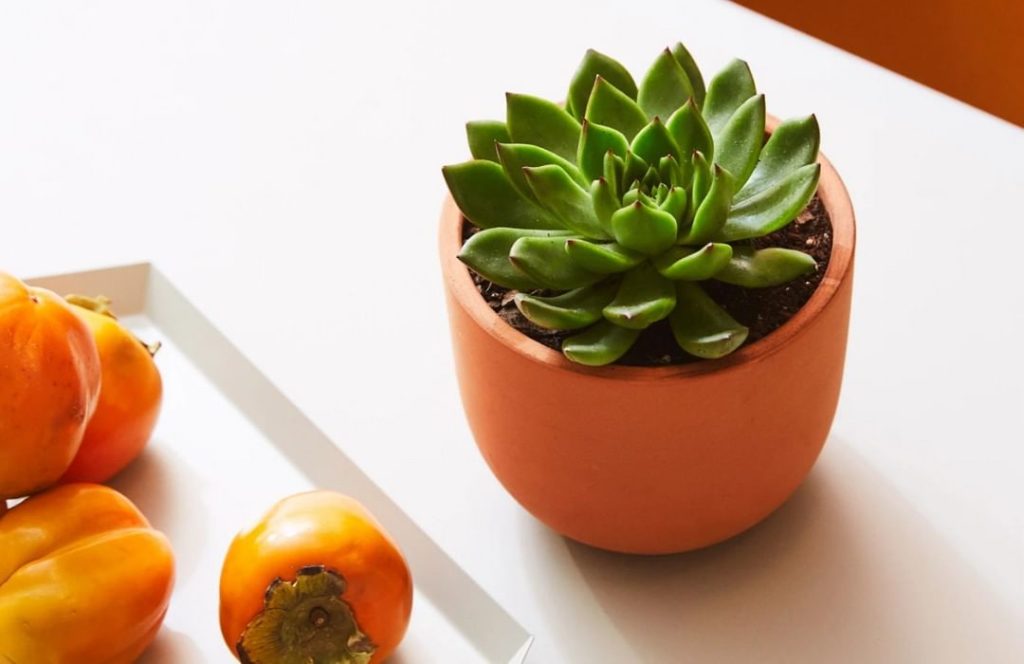 Succulents always remind us of summer  If you've added a little Echeveria to you...
