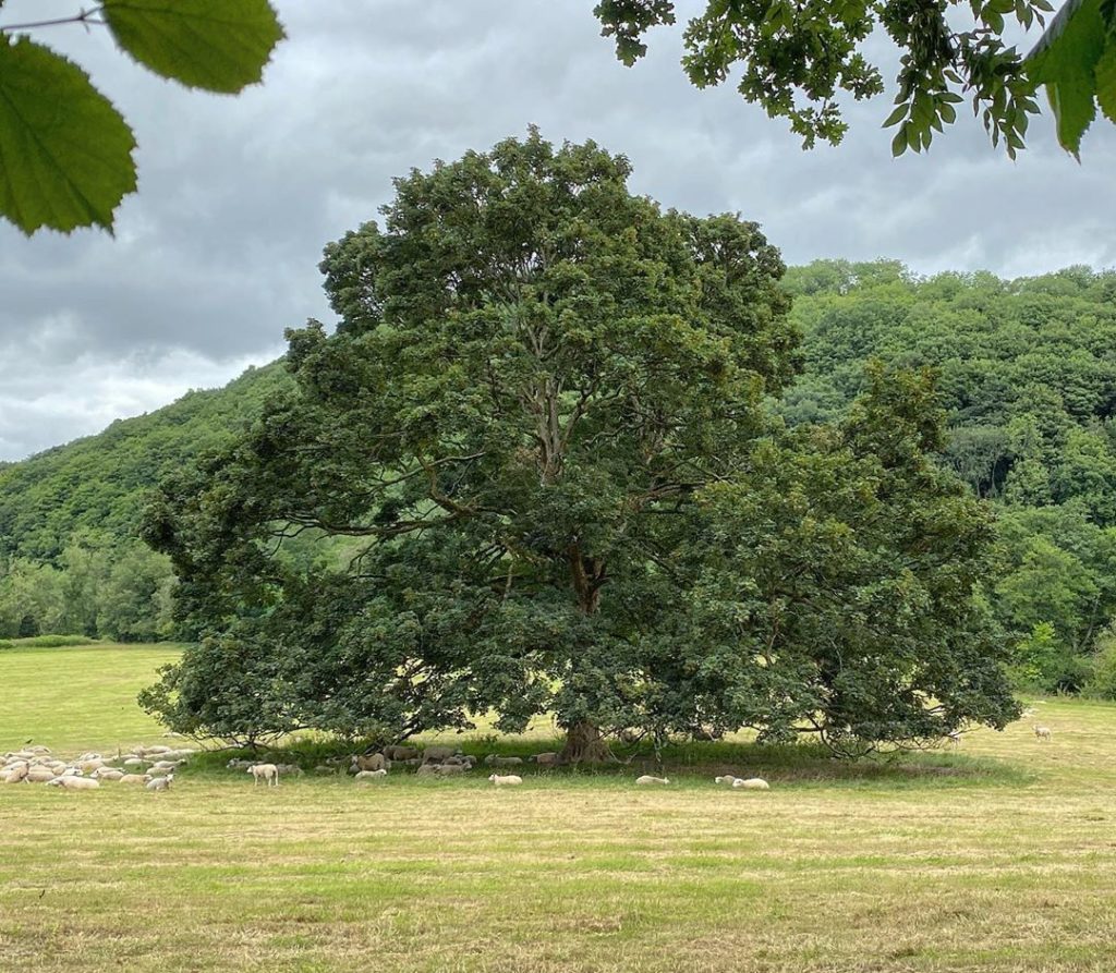 wow : a mature #Sycamore is truly a thing of #beauty : today I stumbled across t...
