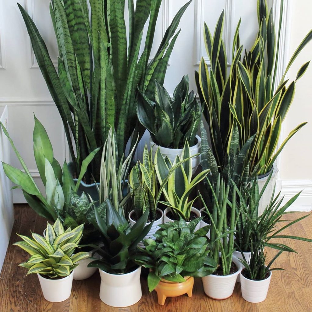 houseplantjournal: Why is the default narrative of houseplants décor that requires maintenance?
–
“… Why is the default narrative of houseplants décor that requires maintenance?
-
"...