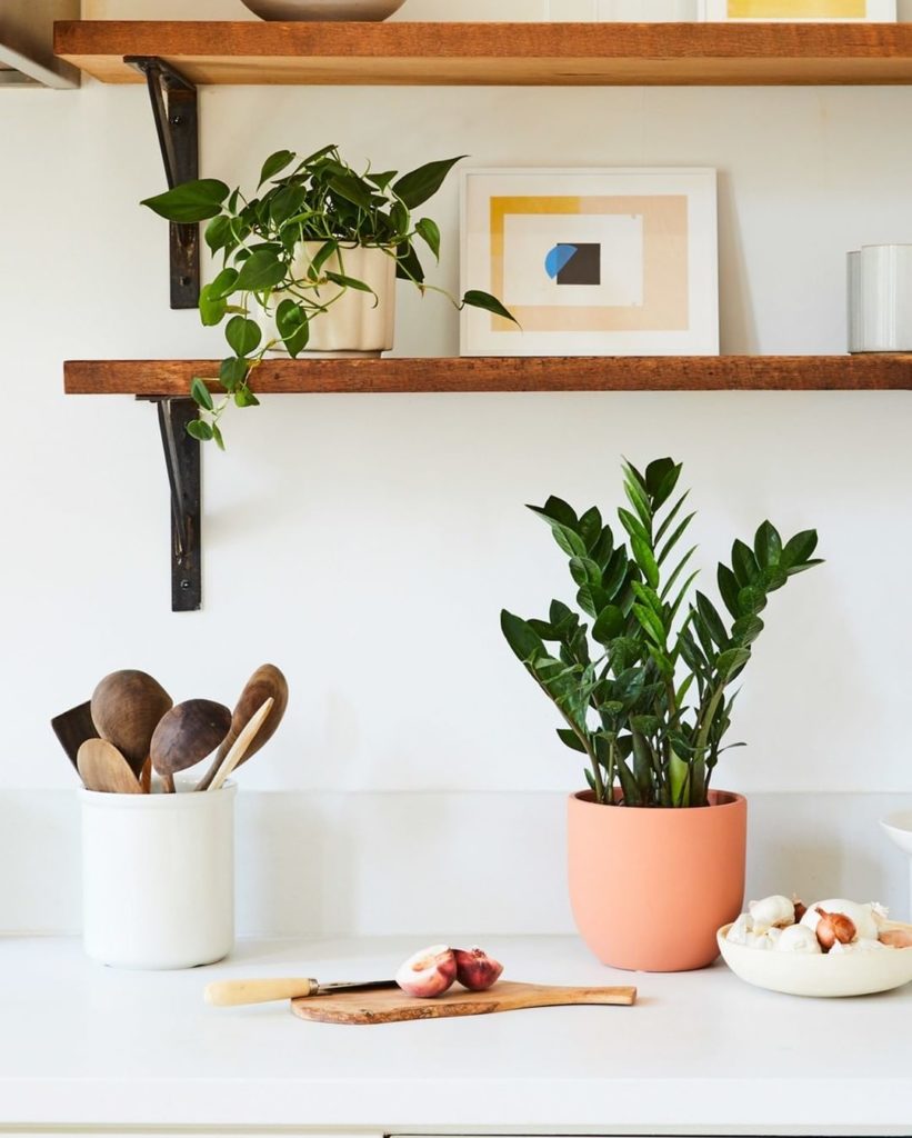 Cute kitchen plants: Philodendron Green + ZZ Plant ...