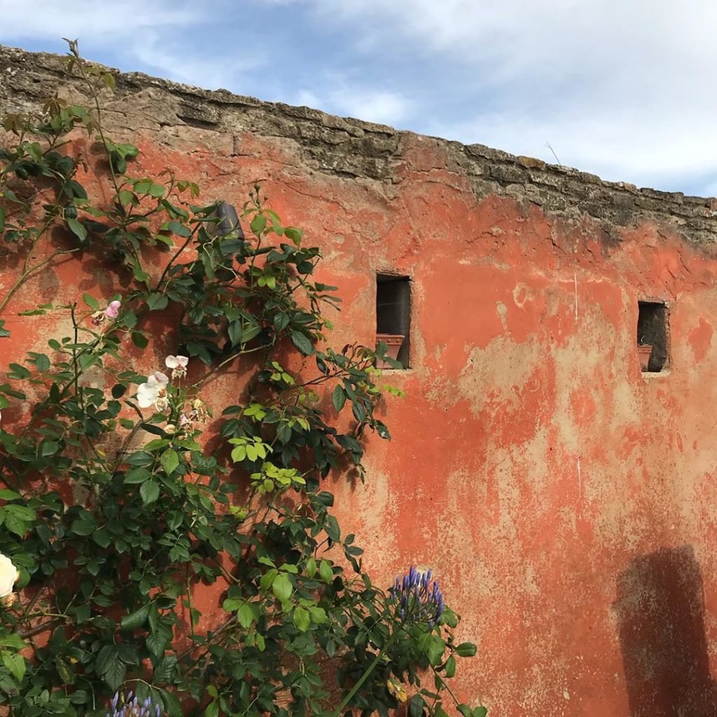 charlotterowegardens: A bit of a surprise to see that despite looking like colours one would find in t… A bit of a surprise to see that despite looking like colours one would find in t...