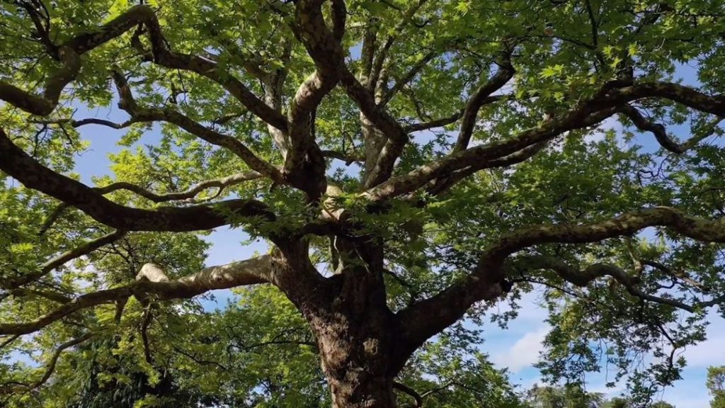 #Tuesday’s #Tree of the #day : #Platanus orientalis : the oriental plane tree. A...