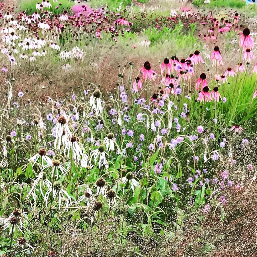 Hula dancers ... rivers of  #echinaceapallida looking glorious drifting through ...
