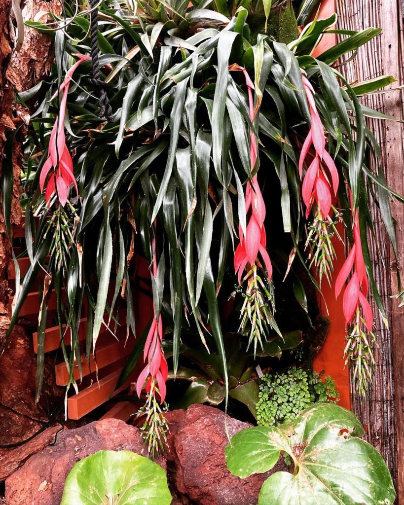 thehorticult: Flamingo-pink waterfalls now pouring from the @wallygro living wall. What a diff… Flamingo-pink waterfalls now pouring from the @wallygro living wall. What a diff...