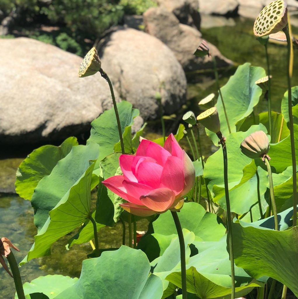 Been here or on your bucket list? Scenes from @lotuslandgarden in Montecito (nex...