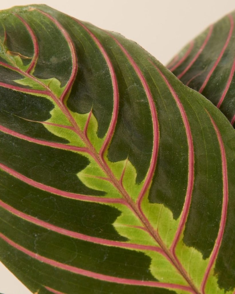 Just sitting here, thinking about how in love we are with Marantas ...