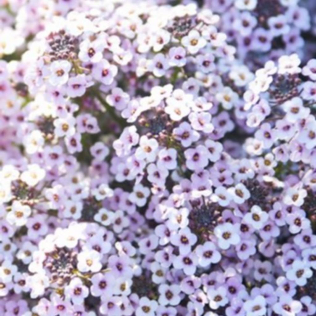 Mystery Plant Monday:
-Zones 9-11, grown as an annual in most zones
-Fragrant
-B...