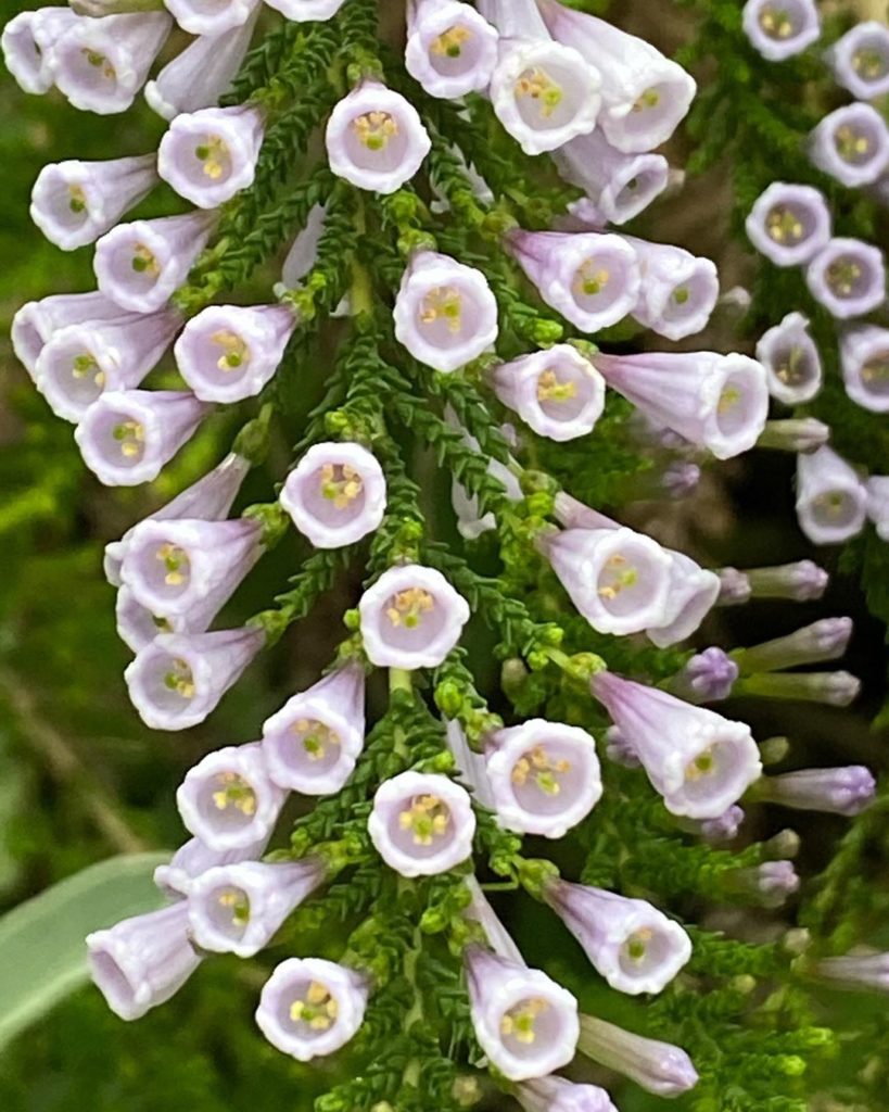 The weird & wonderful Fabiana imbricata violacea. #Chilean in #origin; in the #t...