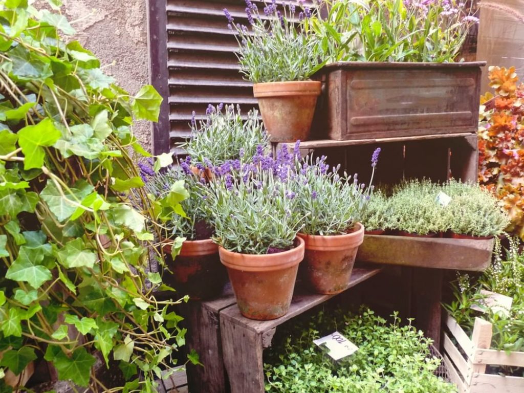 What herbs do you have in your garden?
.
Growing fresh herbs is not only easy, b...
