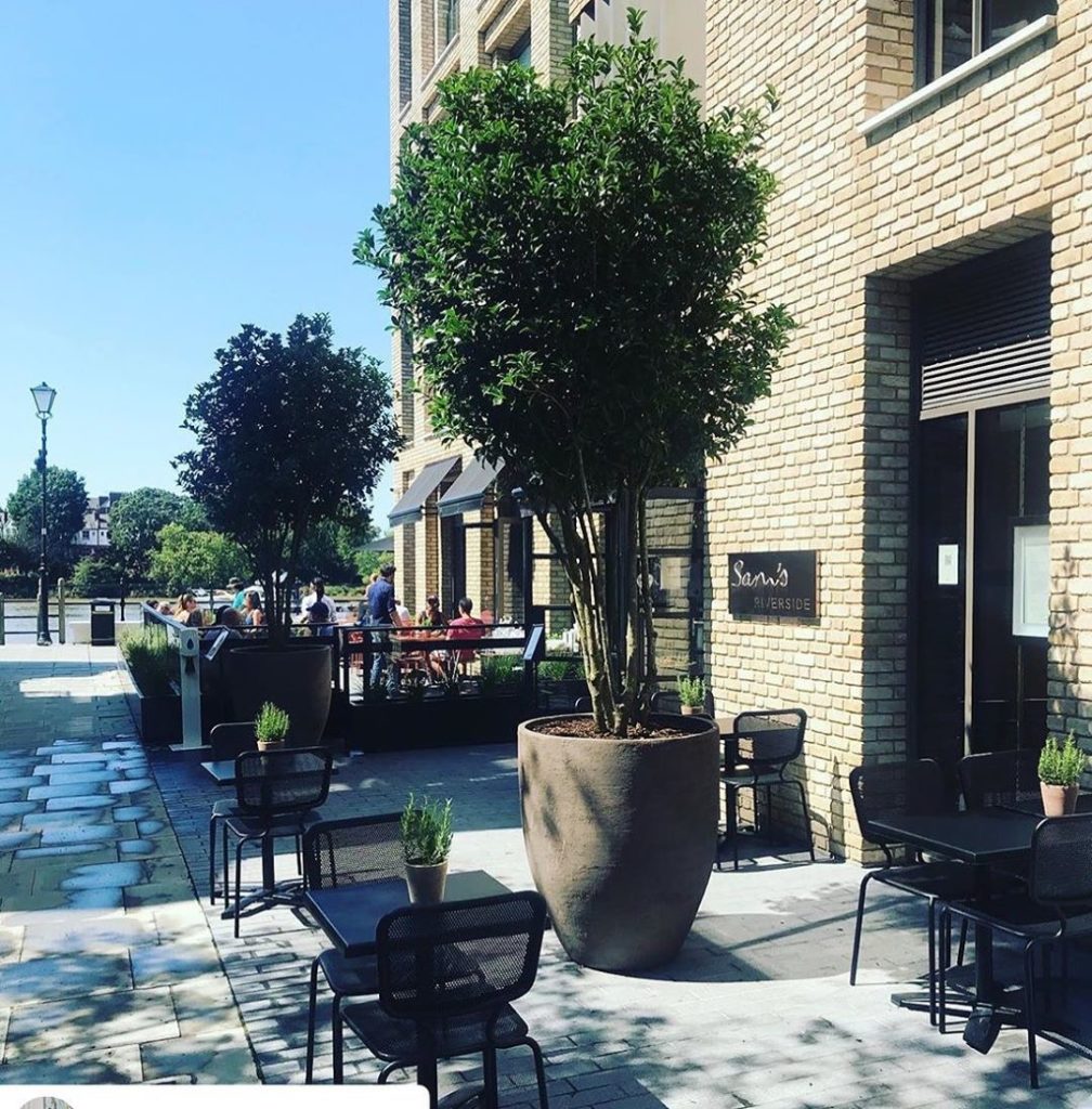 Reposting an image of the two new multi-stem #osmanthus #trees we supplied for o...