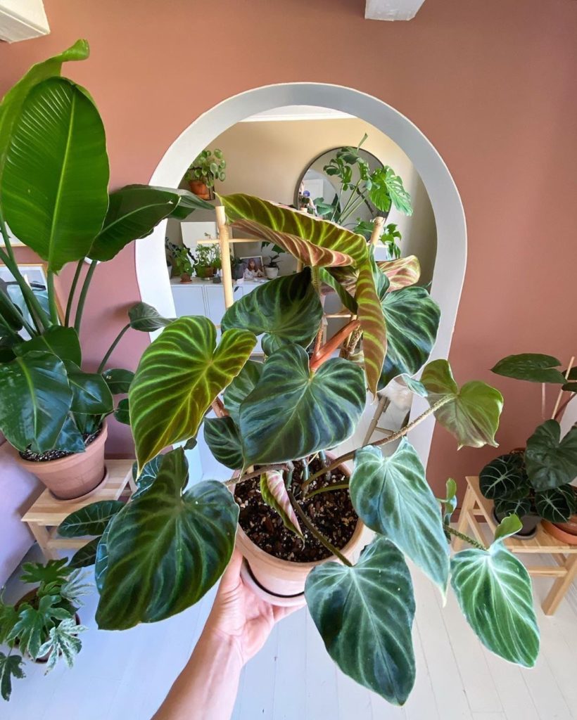 In love with @plantegutt's #PhilodendronVerrucosum ...