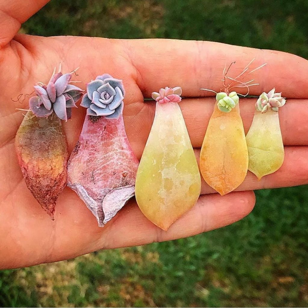 Succulent leaf babies! :@arozona...