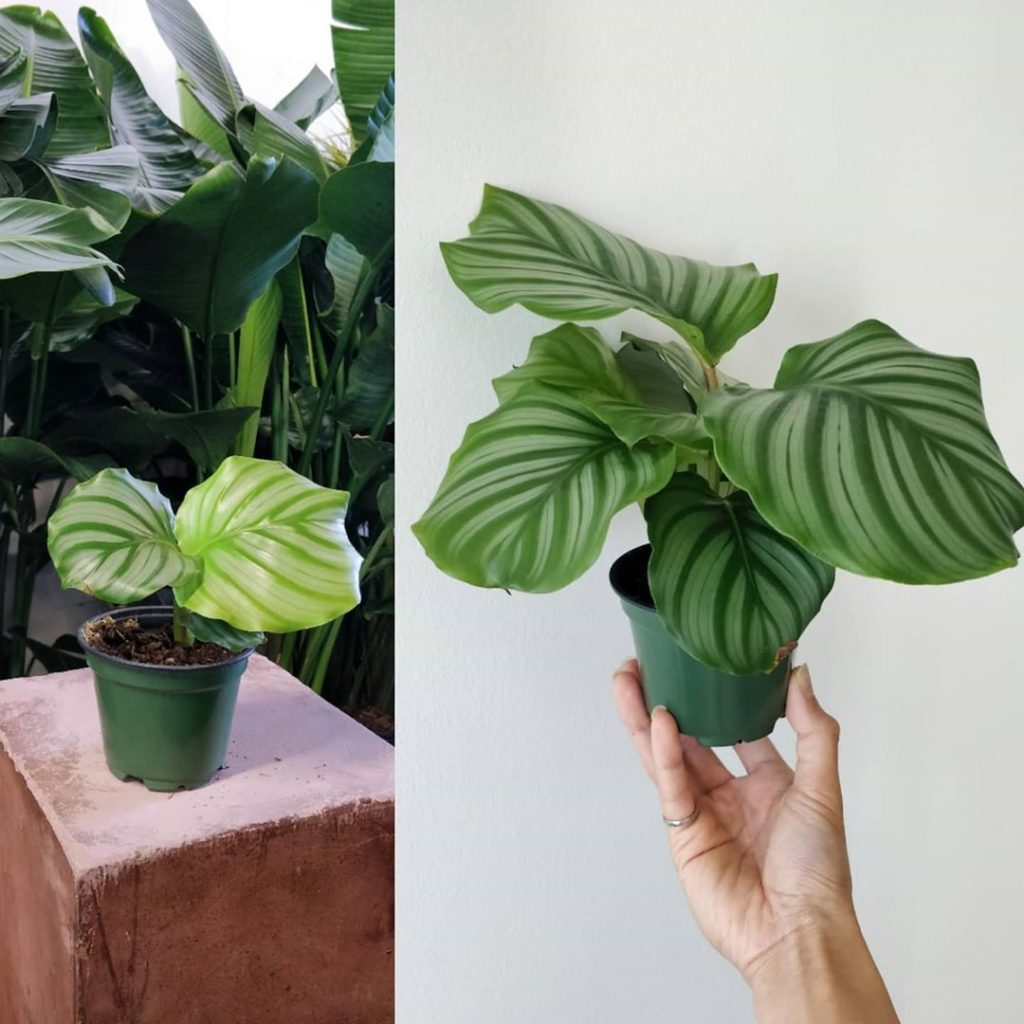houseplantjournal: Very pleased with my orbifolia after 2 months.
–
Things I did NOT do: didn’t use… Very pleased with my orbifolia after 2 months.
-
Things I did NOT do: didn't use...