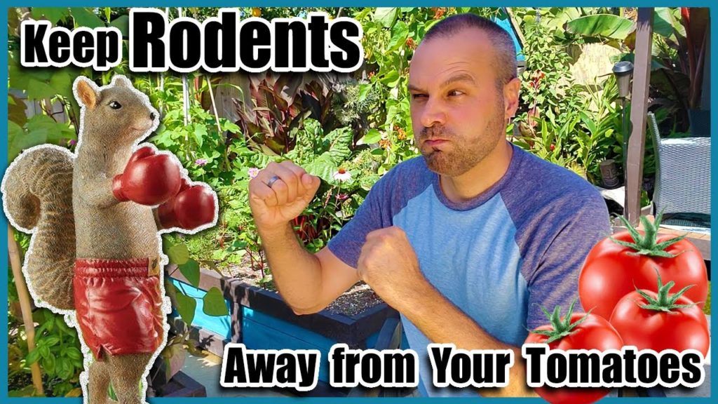Keep Rats and Squirrels Out of Your Tomato Garden