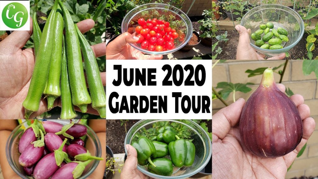 California Gardening: California Gardening June 2020 Garden Tour – Gardening Tips, Harvests, & more! California Gardening June 2020 Garden Tour - Gardening Tips, Harvests, & more!
